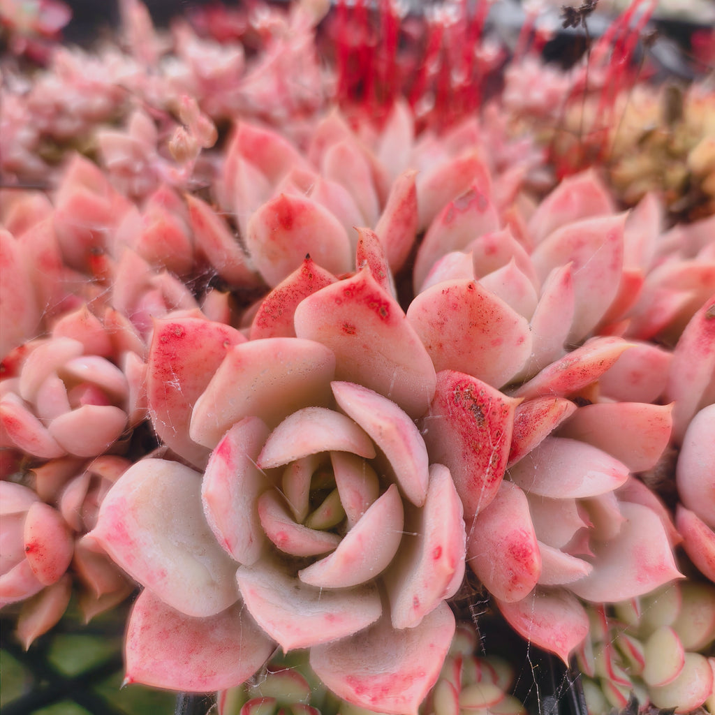 Echeveria 'Lemon and Lime'