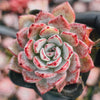 Echeveria puebla