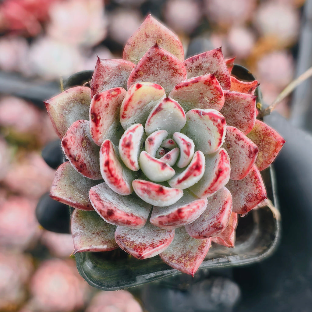 Echeveria puebla