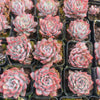 Echeveria puebla