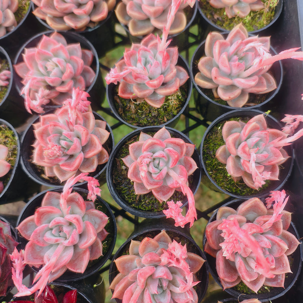 [PACK of 10 PLANTS] x Echeveria 'Another Time'
