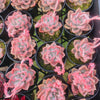 [PACK of 10 PLANTS] x Echeveria 'Another Time'