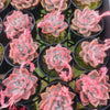 Echeveria 'Another Time'