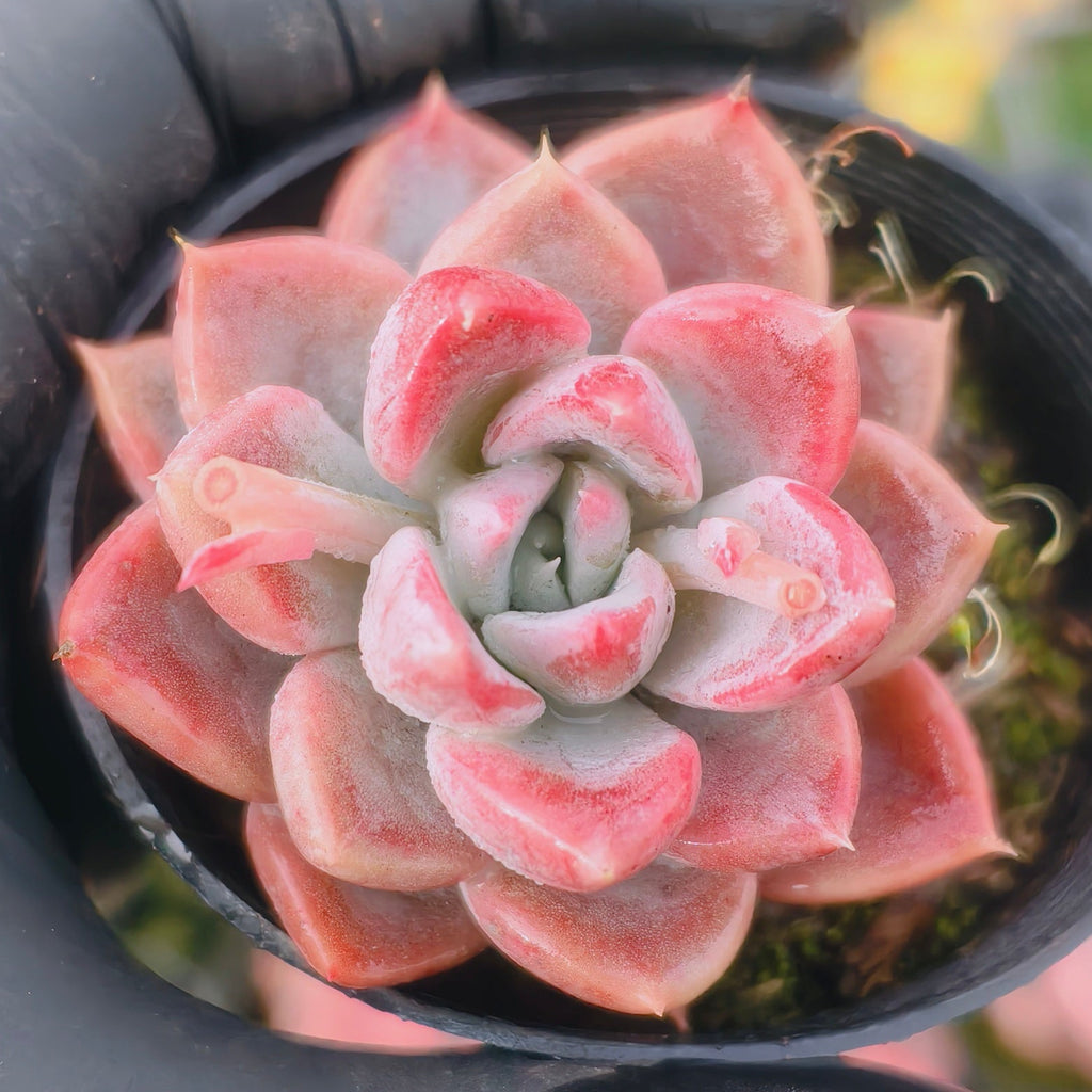 Echeveria 'Another Time'