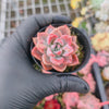 [PACK of 10 PLANTS] x Echeveria 'Another Time'