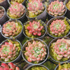 [PACK of 10 PLANTS] x  Echeveria Gemstone