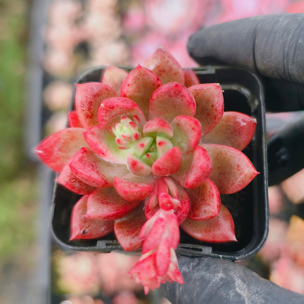 Echeveria Gemstone