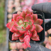 Echeveria Gemstone