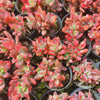 Echeveria Manaudes Variegata