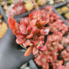 [PACK of 10 PLANTS] x Echeveria Manaudes Variegata
