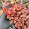 Echeveria Manaudes Variegata
