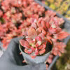 [PACK of 10 PLANTS] x Echeveria Manaudes Variegata
