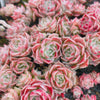Echeveria 'Apollo'