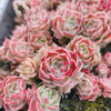 Echeveria 'Apollo'