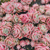 Echeveria 'Apollo'