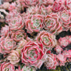 Echeveria 'Apollo'
