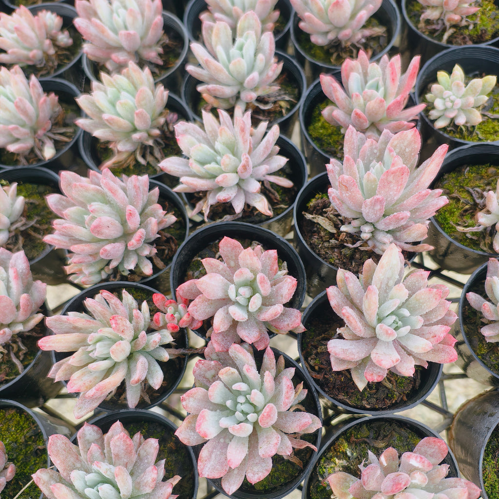 Pachyveria 'Scheideckeri' var. albo-carinata