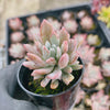 Pachyveria 'Scheideckeri' var. albo-carinata