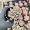 Pachyveria 'Scheideckeri' var. albo-carinata