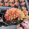 Cremneria 'Chubbs' f. cristata
