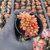 Cremneria 'Chubbs' f. cristata