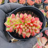 Cremneria 'Chubbs' f. cristata