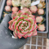 Echeveria 'Luna Champagne'