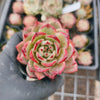 Echeveria 'Luna Champagne'