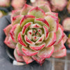 Echeveria 'Luna Champagne'