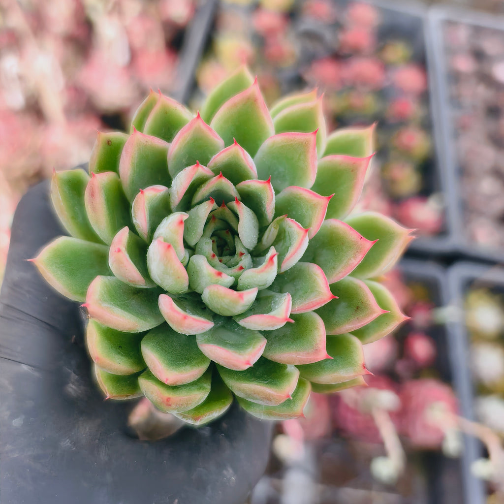 Echeveria 'Skat'