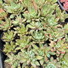 [PACK of 10 PLANTS] x Echeveria agavoides 'Blue moon'