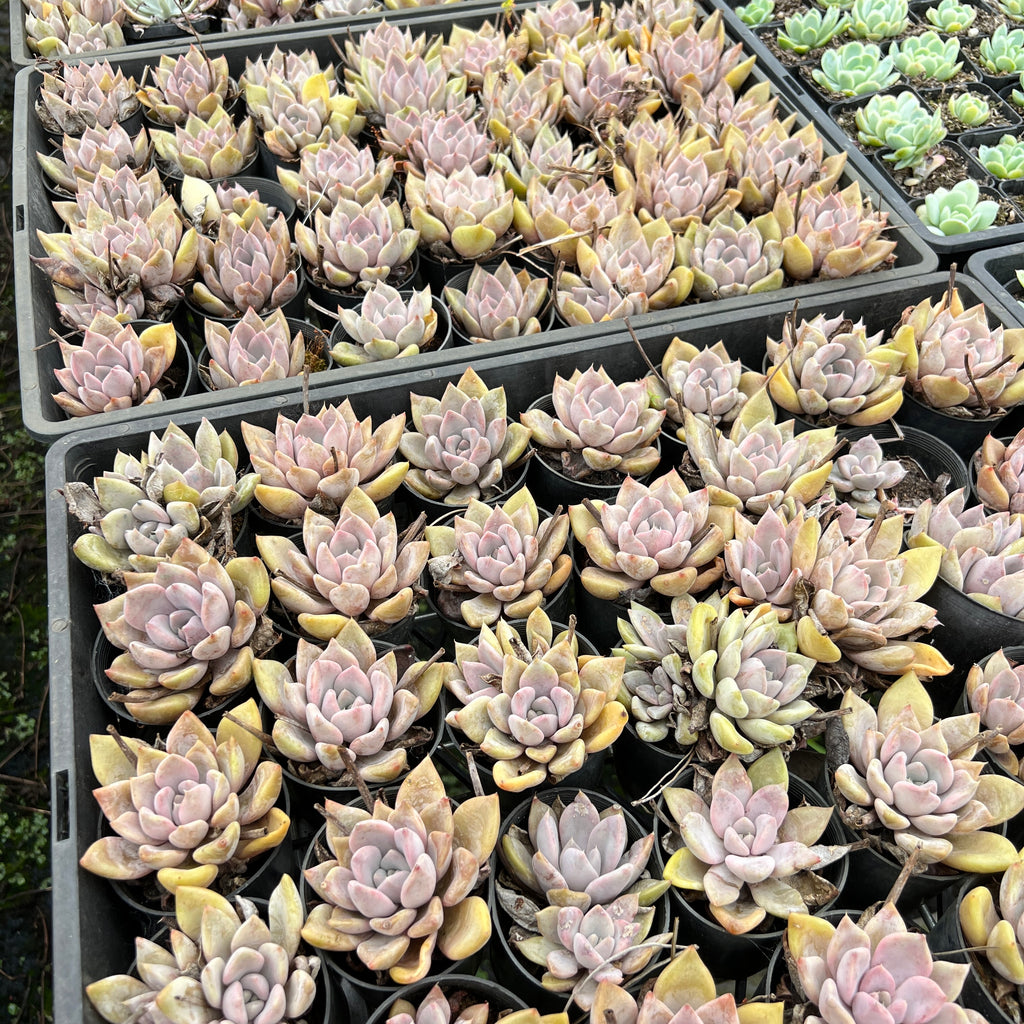 [PACK of 10 PLANTS] x Echeveria 'Beverley'