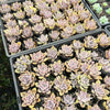 [PACK of 10 PLANTS] x Echeveria 'Beverley'