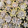 [PACK of 10 PLANTS] x Echeveria 'Beverley'