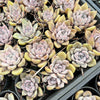 [PACK of 10 PLANTS] x Echeveria 'Beverley'