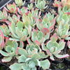[PACK of 10 PLANTS] x Echeveria 'Alpine Rose'