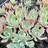 Echeveria 'Alpine Rose' - (Special price $3)