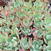 [PACK of 10 PLANTS] x Echeveria 'Alpine Rose'