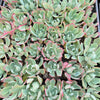 [PACK of 10 PLANTS] x Echeveria 'Alpine Rose'