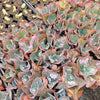 Echeveria 'Etna' (Bump leaf )