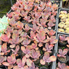 [PACK of 10 PLANTS] x Echeveria 'Metallica'