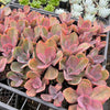 [PACK of 10 PLANTS] x Echeveria 'Metallica'