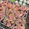[PACK of 10 PLANTS] x Echeveria 'Metallica'