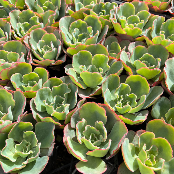 [PACK of 10 PLANTS] x Echeveria 'Lady Aquarius'