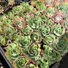 [PACK of 10 PLANTS] x Echeveria 'Toffee Apple'