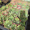 [PACK of 10 PLANTS] x Echeveria 'Toffee Apple'