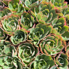 [PACK of 10 PLANTS] x Echeveria 'Toffee Apple'