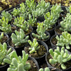 [WHOLESALE] PACK of 10 PLANTS x Sedum allantoides