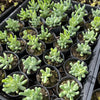 [WHOLESALE] PACK of 10 PLANTS x Sedum allantoides