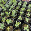 [PACK of 10 PLANTS] x Sedum allantoides